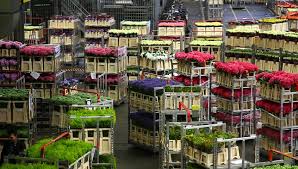 The most popular varieties are roses, tulips and. Aalsmeer The Netherlands April 27 Flowers Stock Footage Video 100 Royalty Free 1194481 Shutterstock