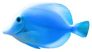 Blue Fish Png Clipart Photography Deals Fish Gif Art Images