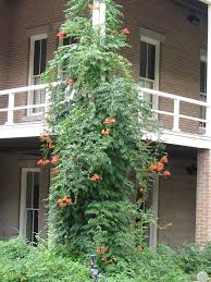 Maybe you would like to learn more about one of these? Find Trees Learn University Of Arizona Campus Arboretum