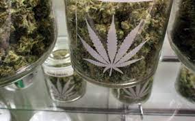 We maintain a database of doctors who are willing to recommend marijuana for patients who qualify. Medical Marijuana Bill Filed In Nc Legislature Raleigh News Observer