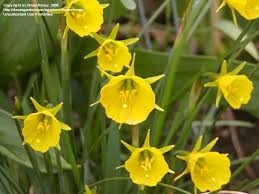 Plantfiles Pictures Miniature Narcissus Miniature Daffodil Golden Bells Narcissus Bulbocodium Var Conspicuus 1 By Flowe Daffodils Narcissus Garden Bulbs