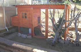 Take a look at the following guide, complete with reviews, which i have put together for backyard chicken coops for sale. Housing And Feeding Your Quail Backyard Chickens Learn How To Raise Chickens