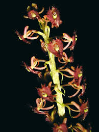 Image result for Rhipidoglossum densiflorum