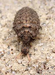 An Antlion Larva Myrmeleontidae Removed From Its Sand Pit Archbold Biological Station Florida Usa Larvae Lacewing Archbold