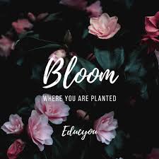 1200 x 1500 jpeg 100 кб. Educyou Motivational Quotes Bloom Where You Are Planted Facebook