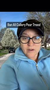 Bradford Pear Tree Vs Cleveland Pear