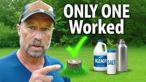 Stump Grinding Service Overview I Russell Tree Experts