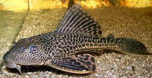 Namun ada juga sejumlah orang yang menganggap bahwa mimpi ialah. 12 Jenis Ikan Sapu Sapu Hias Untuk Percantik Akuarium Tokopedia Blog