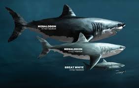 Balinayla Beslenen Ve Tam 60 Ton Agirligindaki Gelmis Gecmis En Buyuk Kopekbaligi Megalodon Eksi Seyler