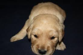 We have 4 males and 4 females to pick from. Golden Retriever Puppies Nc Akc Petfinder
