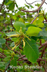 Image result for Terminalia stuhlmannii
