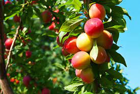 We did not find results for: Mature Fruit Trees 1080p 2k 4k 5k Hd Wallpapers Free Download Wallpaper Flare