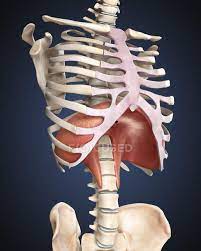 The sensation typically only occurs on one side of the rib cage (unilateral), but the pain may radiate to the back on. Medical Illustration Of Human Diaphragm In Rib Cage Bones Sternum Stock Photo 174716804