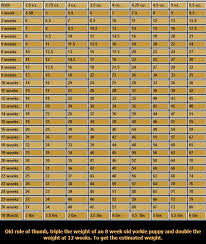 Teacup Size Chart Jse Top 40 Share Price
