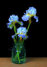 Iris Simply By Nikolyn Mcdonald Is Exactly What The Title Suggests A Simple Arrangement Of Three Mason Jar Flower Arrangements Iris Flowers Flower Artwork