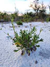 Image result for Zygophyllum cuneifolium