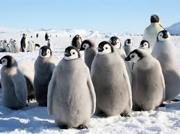 Bbc sports commentator narrates australia's penguin parade in lockdown voiceover. Was Penguin Evolution Driven By A Cooling Antarctic