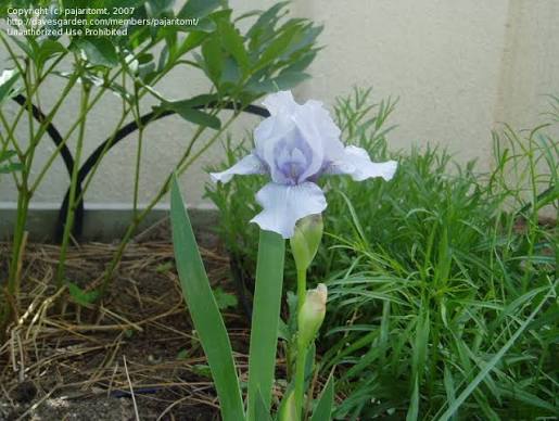 PlantFiles Pictures: Intermediate Bearded Iris 'Baby Blue Marine'  (<i>Iris</i>) by pajaritomt