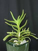 Image result for Rangaeris