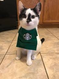 16 Cats Dressed In Halloween Costumes To Help Get You In The Spooky Spirit Cute Cat Memes Cat Dresses Pet Fashion