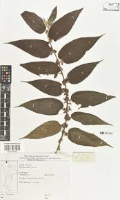 Image result for Trema sp A