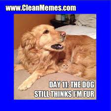Fur Kitten Clean Memes