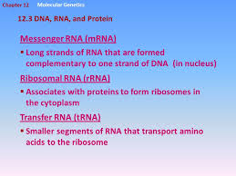 Proteins from dna to protein chapter 13 all proteins consist of polypeptide chains a linear sequence of chapter 6 meiosis and mendel vocabulary practice somatic cell egg genotype gamete polar answer: Chapter 12 3 Dna Rna And Protein Dna Rna And Protein Molecular Genetics Central Dogma Rna Contains The Sugar Ribose And The Base Uracil Ppt Download