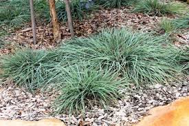 Image result for Themeda