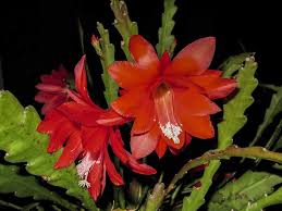 The name cacti or cactus has been adopted by the masses as the universal term to describe succulent plants. Growing The Orchid Cactus The Easiest Way Possible Properly Rooted
