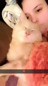 Lost cat Simba, light orange, Clover Ave/Montague St area