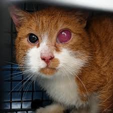 Sharing a picture of trees and sky