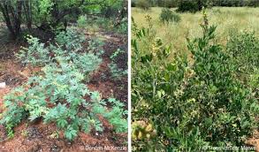 Image result for Tephrosia meisneri