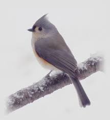 Birds With Tufted Heads Uk First Snow Tufted Titmouse Bird By Mtbobbins Photography Titmouse Bird Titmouse Bird