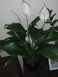 Check spelling or type a new query. My Peace Lily Loves Me Again Peace Lily Plants Flowers
