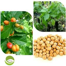Kacang merupakan sumber protein nabati yang baik. Jual Bibit Tanaman Kacang Arab Pohon Kacang Arab Di Lapak Mitra Bibit Bukalapak