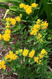 Pin On Plants That Grow In Containers