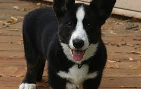 Adorable Black And White Corgi Puppy Pin On Adorable Pictures