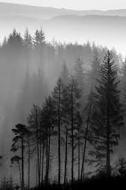 Black And White Woods Tattoo Pin By Alex Osborn On Tattoo Black And White Landscape Forest Art Forest Tattoos