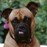 Check spelling or type a new query. Hundezuchter Verzeichnis Fur Welpen Von A Bis Z Hund Ch