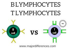 Image result for B-Lymphocyte
