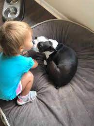 Do Boston Terriers Make Good Family Pets Boston Terrier Society