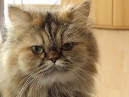 Will only consider loving home who would be. Persian Cat Breeders In California Upgrade Your Cat Persian Cat White Persian Cat Himalayan Persian Cats