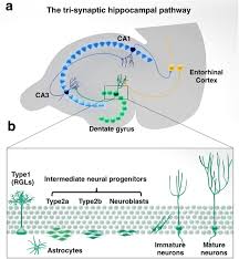 Bartoš eriksson नाम के लोगों की प्रोफ़ाइल देखें. The Role Of Adult Hippocampal Neurogenesis In Brain Health And Disease Molecular Psychiatry