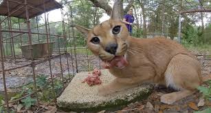 Like the margay, ocelot, and many other small wild cats, this one is also related to domestic cats. Interesting Caracal Cat And Caracal Kitten Facts Big Cat Rescue
