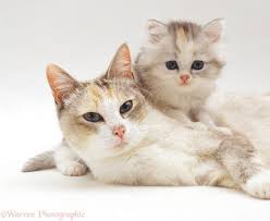 Other cats wouldn't dream of getting their paws all wet and cold in the snow. Cute Cat And Kitten Photo Wp33000