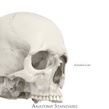 Image result for Frontal Bone