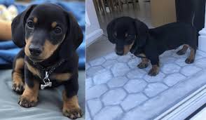 Find dachshund in dogs & puppies for rehoming | 🐶 find dogs and puppies locally for sale or adoption in british columbia standard wire dachshund puppies are 12 weeks and available now. A Warning About Buying Pets Online Ctv News
