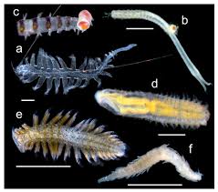 Image result for Polychaeta spp.