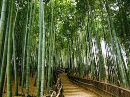naturaleza おしゃれまとめの人気アイデア pinterest lidia espinoza 風景 小道 写真 サイト