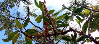 Image result for Agelanthus